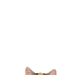 飛び出す❤️猫猫猫2