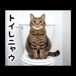 動く！猫の日常2