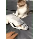 котики