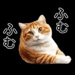 リアルな猫の敬語