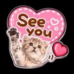 かわいい猫の写真 ぷくぷく