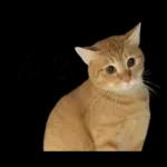 チャイさんの日常