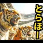 大阪神戸の野球好き虎ファン向け5とらほー