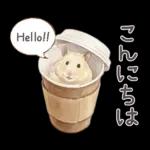 ゴールデンハムスター♡キンクマ