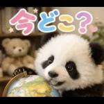 飛び出す♡パンダの家族連絡
