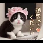 可愛いハチワレ猫 春の思いやり 敬語