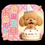 【秋冬】ずっと使える❤️日常会話 トイプー