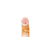 飛び出す❤️猫猫猫2