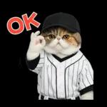 野球をする猫