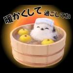 とってもかわいい♡シマエナガちゃん