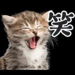 リアルな子猫ミーム（秋ハロウィン）