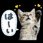 ねこちぃず♡梅雨〜初夏ver