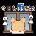 コーギーにとっての雨季と初夏
