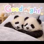 飛び出す♡まいにちパンダ