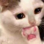 🌹Memes esenciales para chatear