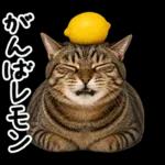 キジトラ猫飼いさんのダジャレ