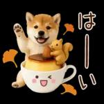 大人かわいい秋の癒し柴犬