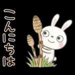 やさしい春の毎日♡ふんわかウサギ
