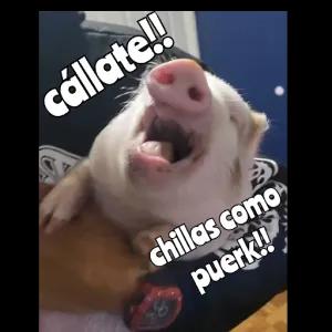 cállate!! chillas como puerk!! - getsticker.com
