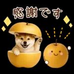 大人かわいい秋の癒し柴犬