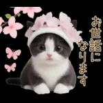 可愛いハチワレ猫 春の思いやり 敬語