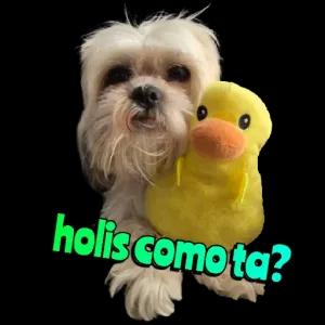 holis como ta? - getsticker.com