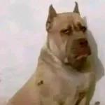 Parcela Essa Mentira em Cinco Vezes