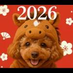 ウマの着ぐるみトイプードル【午年/2026】