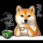 柴犬ワンダフル！！！！！