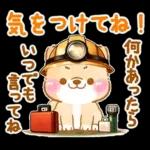 大人の夏❤️いやしばいぬ❤️柴犬