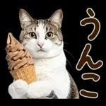 うんこ★リアルな猫
