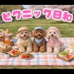 春♡とってもかわいいトイプードル