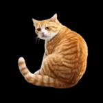 リアルな猫の敬語