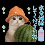 スコティッシュ猫 カラフル帽 夏 敬語
