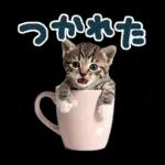 ねこちぃず♡梅雨〜初夏ver