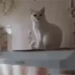 котики