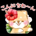 大人の夏❤️いやしばいぬ❤️柴犬