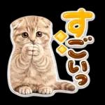 かわいい猫の写真 ぷくぷく