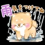 大人の夏❤️いやしばいぬ❤️柴犬