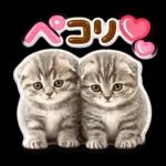 かわいい猫の写真 ぷくぷく