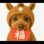 ウマの着ぐるみトイプードル【午年/2026】