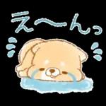 初夏❤️いやしばいぬ❤️16/柴犬