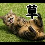 キジトラ猫飼いさんのダジャレ