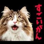 島根出雲弁☆にゃんこ