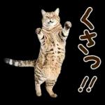 うんこ★リアルな猫