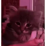 котики