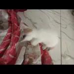 voy a ser la dormisión