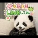 飛び出す♡パンダの家族連絡
