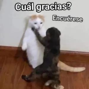 Cuál gracias? Encúerese - getsticker.com