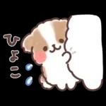 ふわふわシーズー 3歳児